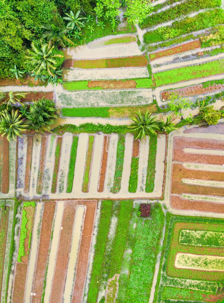 Colorful aerial shot of rice paddies and forest in Banten, Indonesia, showcasing lush greenery.